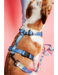 Pressure-free harness for dog MySkylos