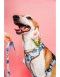 Pressure-free harness for dog MySkylos