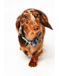 Dog collar MySkylos