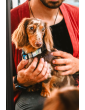 Dog collar MySkylos