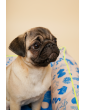 Moe dog bed MySkylos