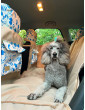 Waterproof Car Mat for Dogs "KUKO+" with Safety Belt – Ideal Protection and Comfort