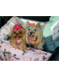 "Ero Soft" Flower HAUer Dog Car Seat size S/M/L