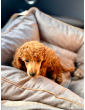 "Ero Soft" dog car seat RECYCLED VELVET BEIGE size S/M/L