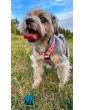 Guard Dog Harness COLORS