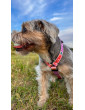 Guard Dog Harness COLORS