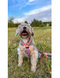 Guard Dog Harness COLORS