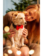 Christmas dog collar JingleBells