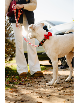 Christmas dog collar JingleBells