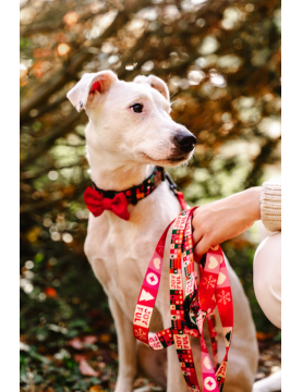 Adjustable dog leash JoyFul