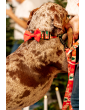 Dog leash with hip belt 3m JoyFul