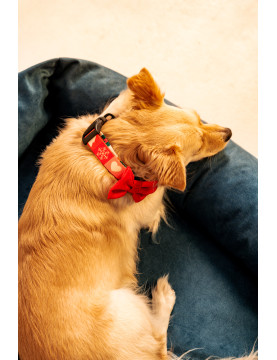 Dog collar Joyful for Christmas
