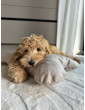 Cube Pillow for Dogs VELVET Beige size S/M