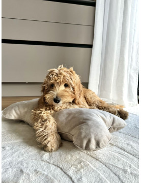 Cube Pillow for Dogs VELVET Beige size S/M