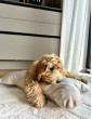 Costa roll-up dog travel bed  VELVET BEIGE