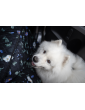 Kuko+ QUILTED dog car seat cover WITH SAFETY BELT