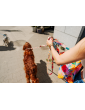 Dog leash with hip belt 3m Hau are you summer