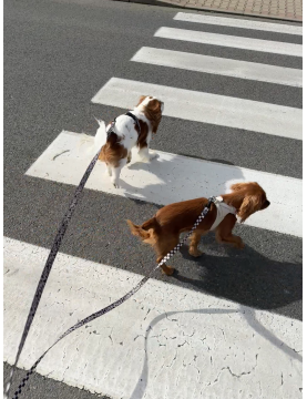 Double Dog Leash