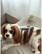 Pressure-free harness for dog WestWOOF Story