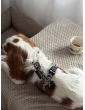 Pressure-free harness for dog WestWOOF Story