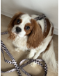 Adjustable dog leash WestWOOF Story