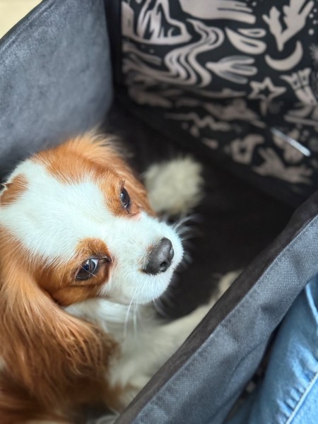 Mik – Dog Car Seat Mat for the Middle Seat with Built-In Bed and Safety Belt