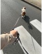 Dog leash WestWOOF Story
