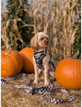 Pressure-free harness for dog WestWOOF Story