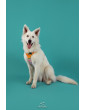 Pressure-free harness for dog HAU ARE YOU SUMMER