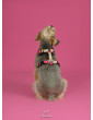 Pressure-free harness for dog HAU ARE YOU SUMMER