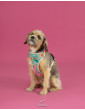 Pressure-free harness for dog HAU ARE YOU SUMMER