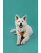 Pressure-free harness for dog HAU ARE YOU SUMMER
