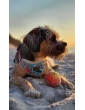 Pressure-free harness for dog HAU ARE YOU SUMMER