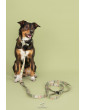 Dog leash Countryside