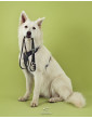 Dog leash Paradise