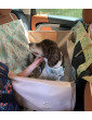 Dengu 2/3 car seat cover for dog Countryside