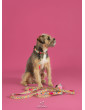 Dog collars HAU ARE YOU SUMMER