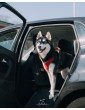 Kuko+ dog seat cover "Mono Black" WITH SEAT BELT
