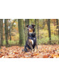Pressure-free harness for dog BLACK