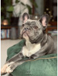 Dog bed round cushion with blanket VELVET EMERALD GREEN