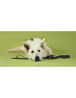 Adjustable dog leash Paradise ver2