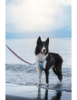 Pressure-free harness for dog SEA DOG