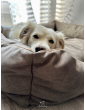 Moe dog bed DARK BEIGE RECYCLED VELVET