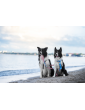 Adjustable dog leash Sea dog ver2