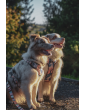 Pressure-free harness for dog HIPPIE HOUND
