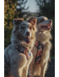 Pressure-free harness for dog HIPPIE HOUND