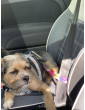Dog seatbelt - Alpin