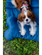Costa roll-up dog travel bed  VELVET NAVY BLUE