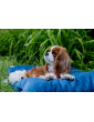Costa roll-up dog travel bed  VELVET NAVY BLUE
