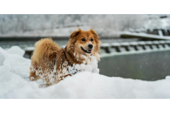 Sporty zimowe z psem – jak bezpiecznie i aktywnie spędzać zimę z pupilem